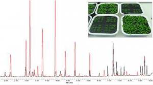 Aminoacid profile of Arabidopsis leaf tissues through UHPLC-DAD