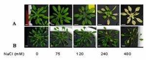 Arabidopsis thaliana and Thellungiella salsuginea (halophila) under increasing salt treatments
