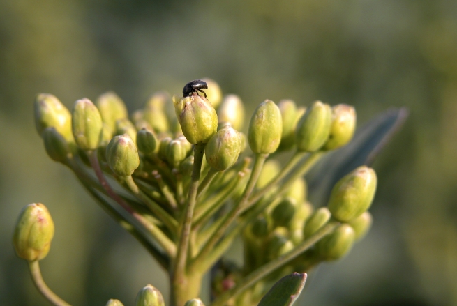  Interactions insectes-plantes : nouveaux éléments sur le comportement du méligèthe du colza